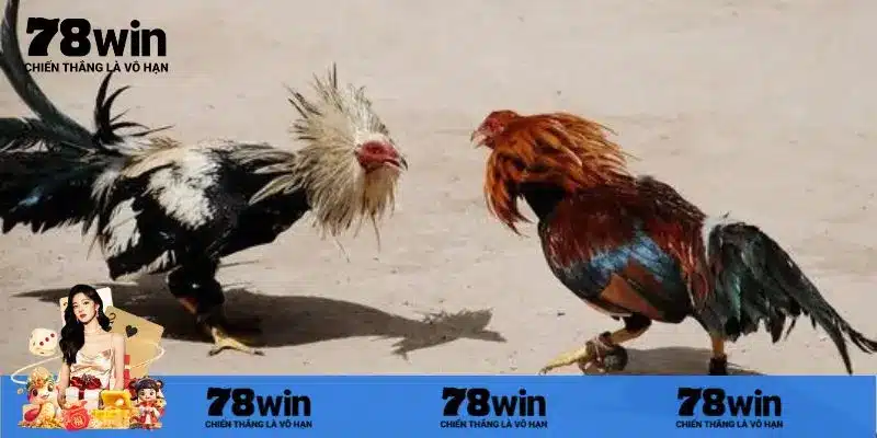 Bí quyết chơi đá gà trực tiếp Thomo cho tân thủ