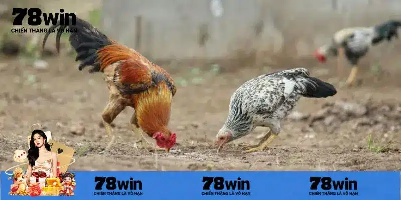 Hướng dẫn xem đá gà trực tiếp casino cụ thể