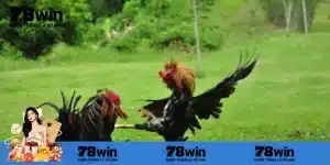 Hướng dẫn trải nghiệm đá gà cựa dao chuyên gia