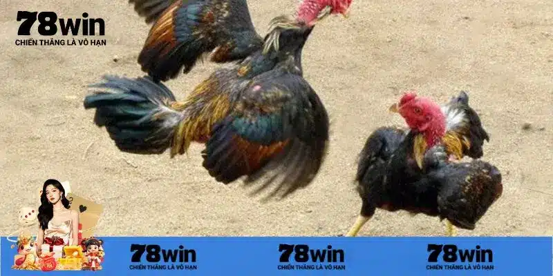 Khám phá tổng quan đá gà cựa dao đang rất phổ biến