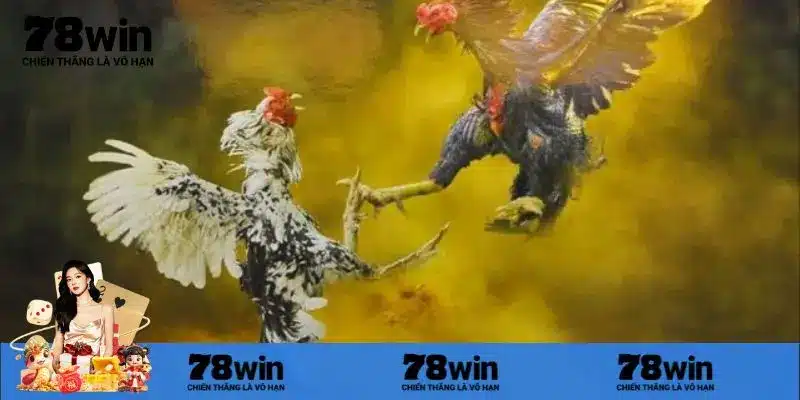 Những lợi ích nổi trội choi đá gà trực tiếp Thomo