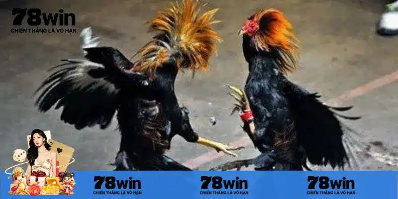 Một số các ưu điểm nổi trội tham gia đá gà trực tiếp